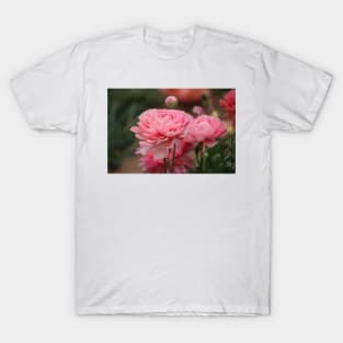 Peony Pink Ranunculus Closeup T-Shirt